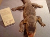 crocodile