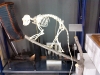 monkey