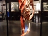skeleton
