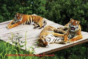 ALM Bengal Tigers OnL