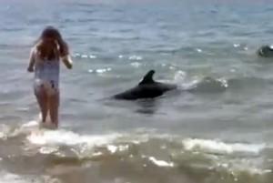 SPN Beached Whales 01 OnL