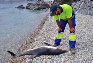 lhr-dead-dolphin-onl
