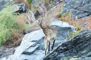 alm-online-mountain-goat