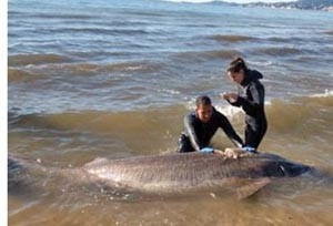 spn-washed-up-shark-onl