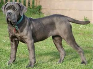 A dog of the same breed