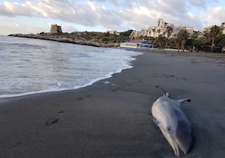 ALM Calabajio Dead Dolphin
