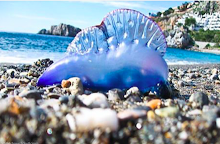 COS Portuguese man-o-war