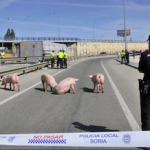 SPN Pigs on Roundabout