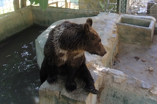 ALM Peña Escrita Brown Bears