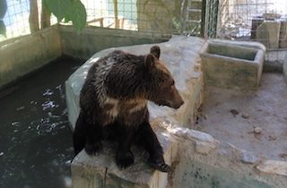 ALM Peña Escrita Bear OnL