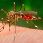 SPN Aedes japonicus mosquito