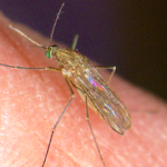 AND Mosquito West Nile Virus