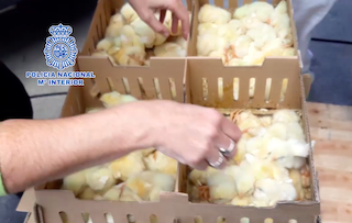 SPN 20,000 Abandoned Chicks