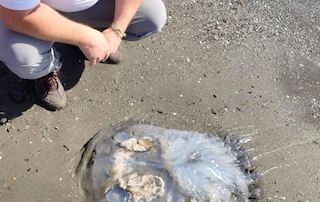 AXA Jellyfish in November