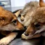 GRA Czech Wolf Pups Abandoned