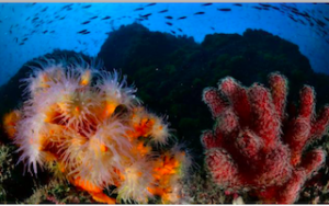 LHR Underwater Video Competition
