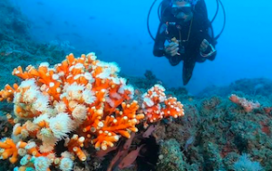 LHR Marina Coral Nursery