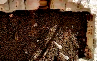 GRA Bee Swarm in the Wall 12MR21