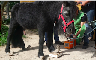 AXA Pony with Deformed Hooves