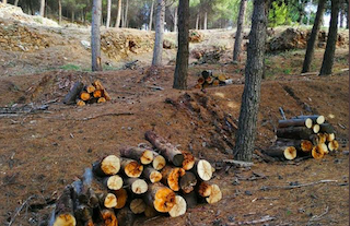 GRA Infoca Forest Clearing