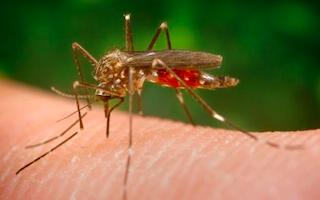 AND Mosquito Bite