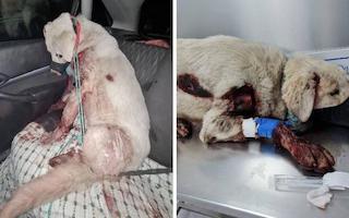 GRA Dog Dragged Behind Car