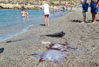 SAL Big Jellyfish 28:21