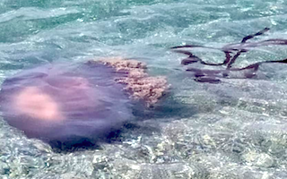 TNC Jellyfish Arrive AG21