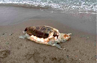 SAL Said Turtle on Beach AG21