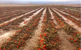 GRA Destroyed Crops in Huescar Don Fadrique