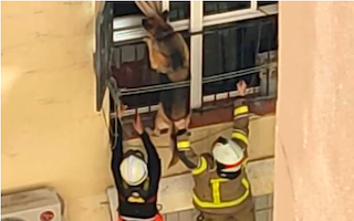 GRA Dangling Dog Rescue