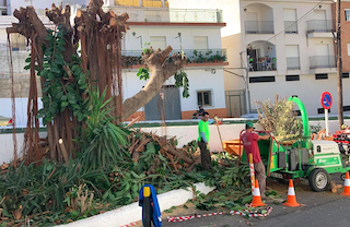 LHR Ficus Pruning Barrio del Espinar