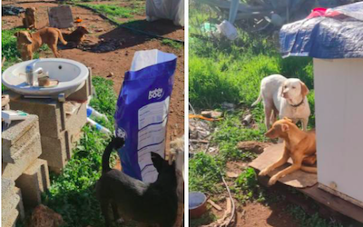 GRA PON Zafayona Dogs