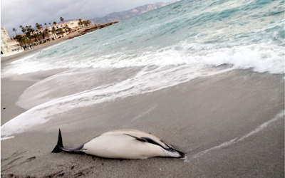 NRJ Dead Dolphin on Beach