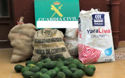 SAL Stolen Avocados 400x250