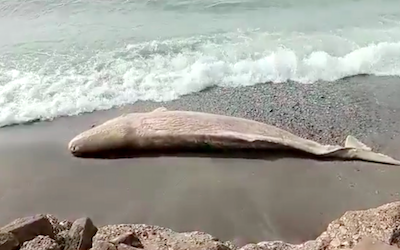 AXA Dead Whale on Lagos Beach