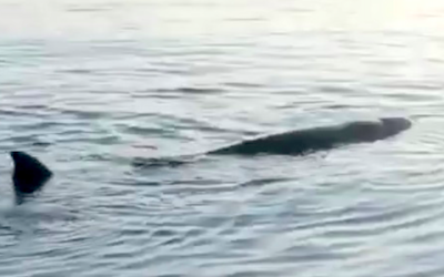 TNC Beaked Whale MY22