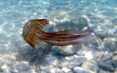 COS Jellyfish 400x250