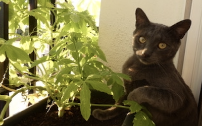 ALM Cat Needing Adoption