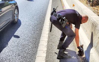 GRA Cat Rescued on Autovía