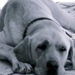 GRA Rubio the Guide Dog Killed by Fireworks