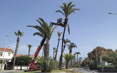 SAL Palm Pruning OC22