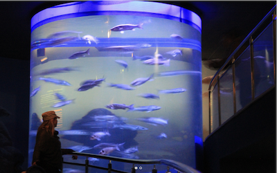 ALM Fish Tank in the Aquarium