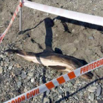 ECO Dead Dolphin on Beach DC22