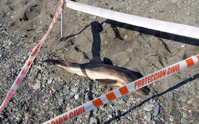 ECO Dead Dolphin on Beach DC22