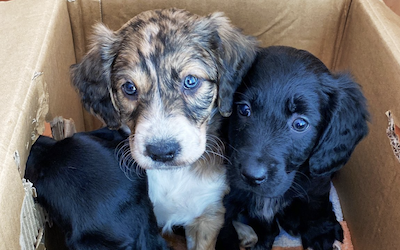 GRA Abandoned Puppies