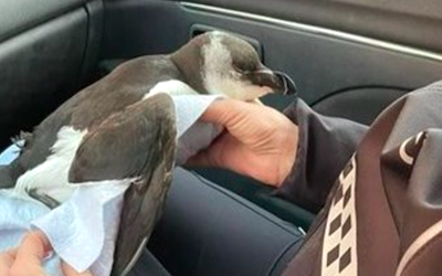 SAL Razorbill Auk Rescued JA23