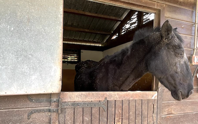 ALM Horse in Bad State at the Municipal Picadero