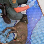 GRA Dog Drowned in Pool Vegas de Genil FB23