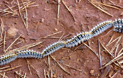 SAL Procession Caterpillars